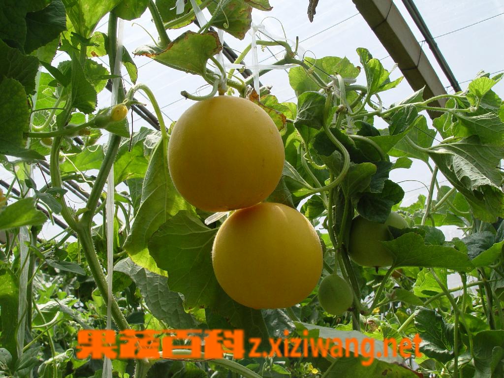 果蔬百科怎样挑选香瓜