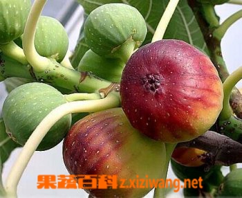 果蔬百科无花果