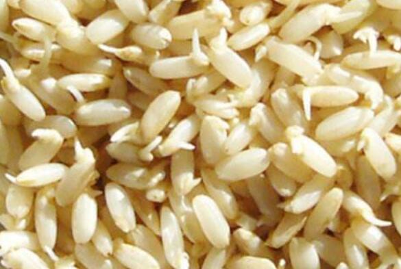 发芽糙米的功效与作用