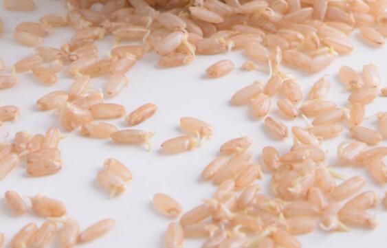 发芽糙米的功效与作用 发芽糙米的害处