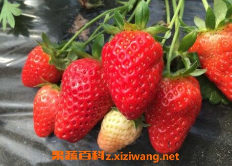 草莓怎么保存 草莓保鲜及储存方法