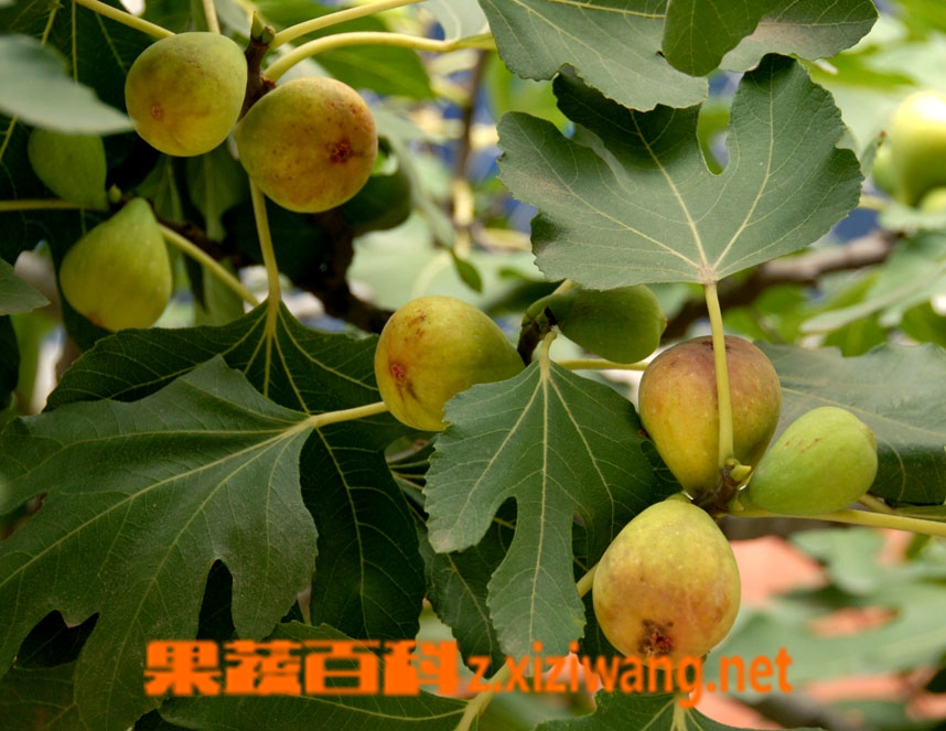 果蔬百科无花果