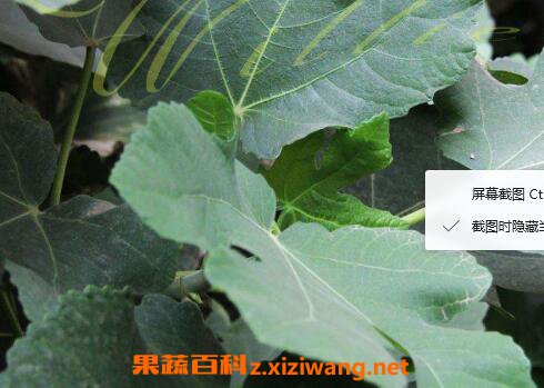 无花果叶的功效与作用及食用方法