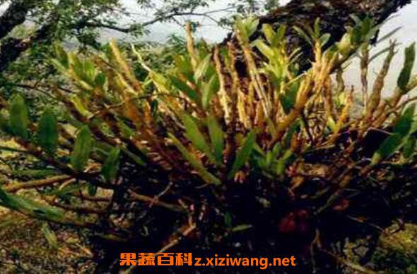 金钗石斛怎么种植方法