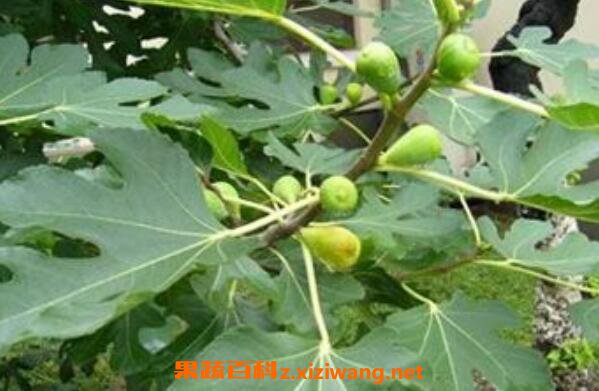 无花果叶煮水的功效与作用
