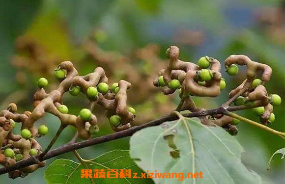 鸡爪梨