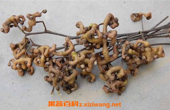 鸡爪梨